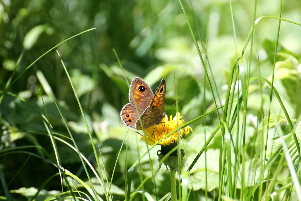 Lasiommata maera maschio